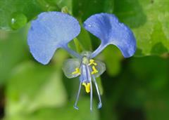 جیو یا گل روز